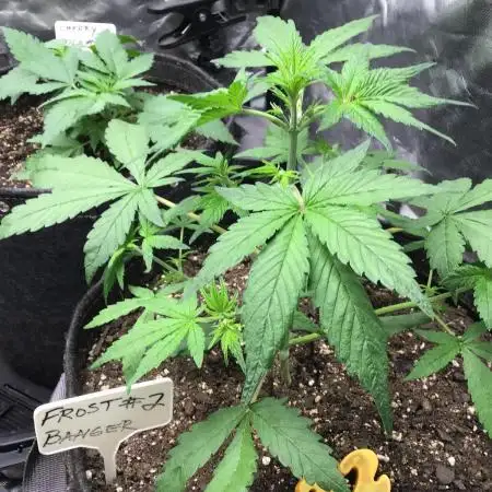 FROST BANGER #2