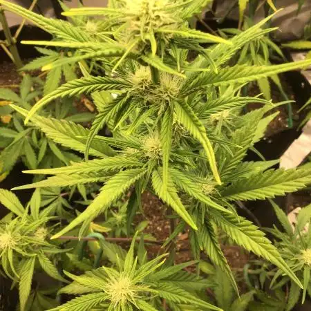 APRICOT AUTO #2