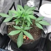 FROOT BY THE FOOT AUTO
