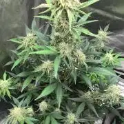 FROOT BY THE FOOT AUTO