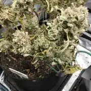 FROOT BY THE FOOT AUTO