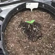 #3 MIX PAC