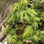 WICKED WITCH AUTO #1