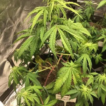 WICKED WITCH AUTO #1