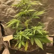 #3 MIX PAC