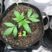 FROOT BY THE FOOT AUTO