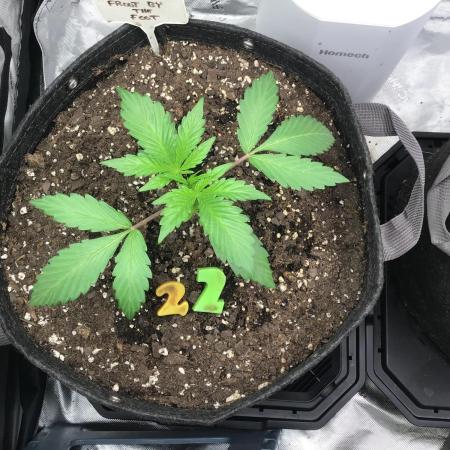 FROOT BY THE FOOT AUTO