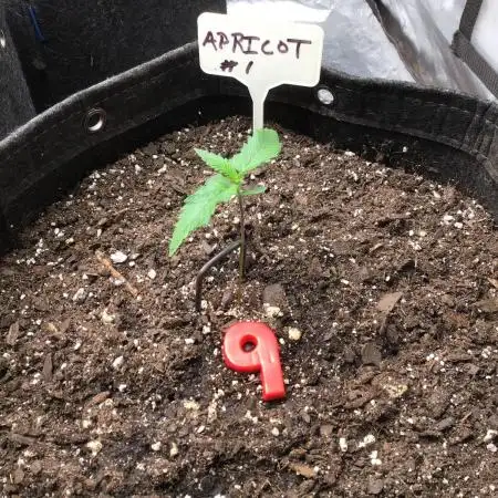 APRICOT AUTO #1