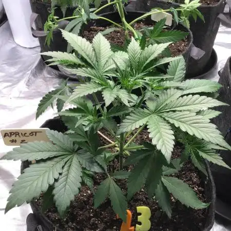 APRICOT AUTO #2
