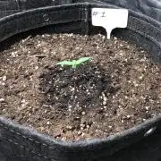 #1 MIX PAC