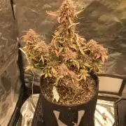 FROST BANGER #1