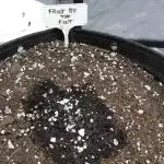 FROOT BY THE FOOT AUTO