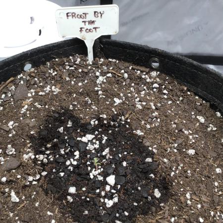 FROOT BY THE FOOT AUTO