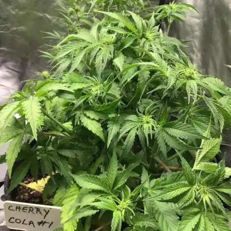 CHERRY COLA #1