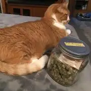 FROOT BY THE FOOT AUTO