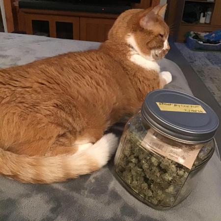 FROOT BY THE FOOT AUTO