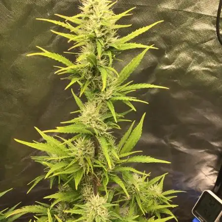 GORILLA ZKITTLES