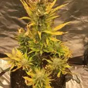 #3 MIX PAC