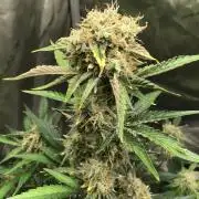 FROOT BY THE FOOT AUTO