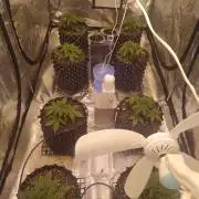 Critical Kush Auto, Biotabs & Blumat