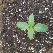 Critical Kush Auto, Biotabs & Blumat