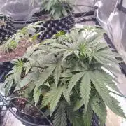 Critical Kush Auto, Biotabs & Blumat