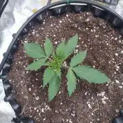 Critical Kush Auto, Biotabs & Blumat