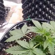 Critical Kush Auto, Biotabs & Blumat