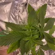 Gorilla Glue Auto Hydro