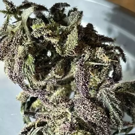 Purple Kush for sleepytime