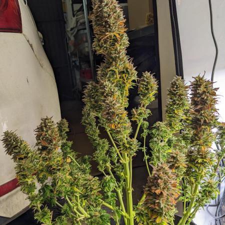 First round zombie kush auto