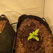 First round zombie kush auto