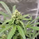 Blueberry