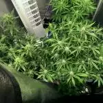 Double Grape Double Gs baby