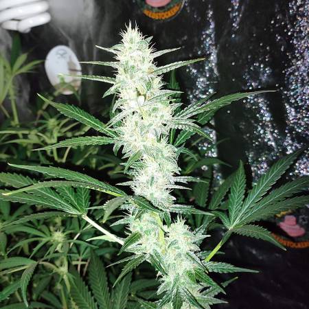 caucasian seeds medea auto