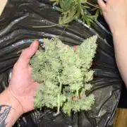 #CannapediaGrowersCup4th