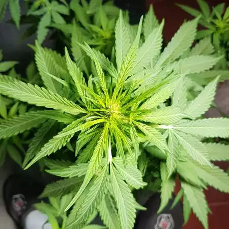 First Royal Jack Auto