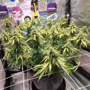 Dark Phoenix Greenhouse Seeds