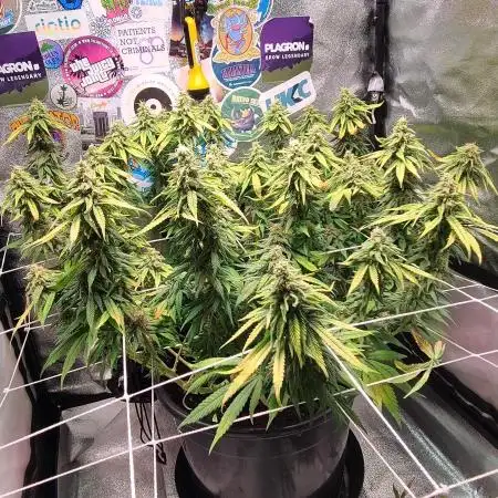 Dark Phoenix Greenhouse Seeds