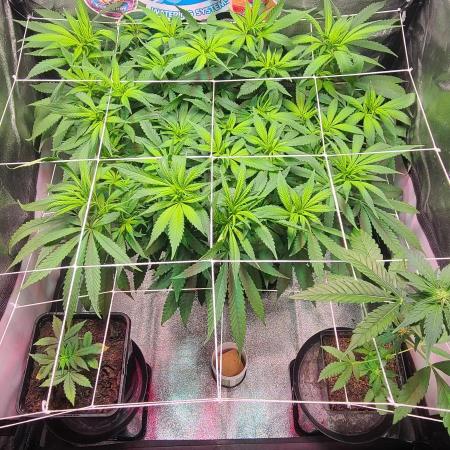 Dark Phoenix Greenhouse Seeds