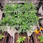 Dark Phoenix Greenhouse Seeds
