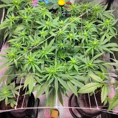 Dark Phoenix Greenhouse Seeds