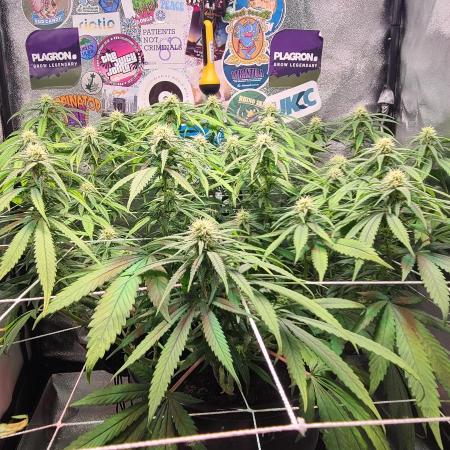 Dark Phoenix Greenhouse Seeds