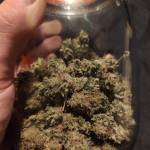 Gorilla Zkittels (Fem) Pick n' Mix Seeds