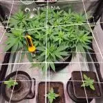 Dark Phoenix Greenhouse Seeds