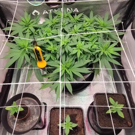 Dark Phoenix Greenhouse Seeds