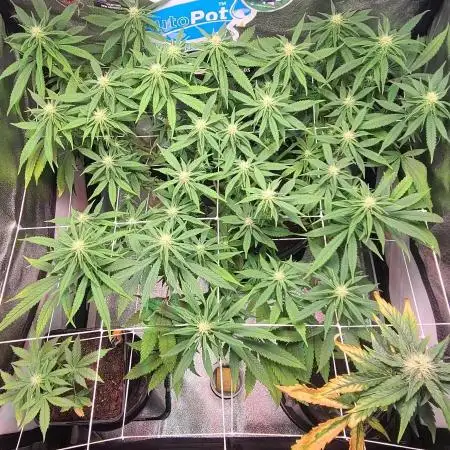 Dark Phoenix Greenhouse Seeds