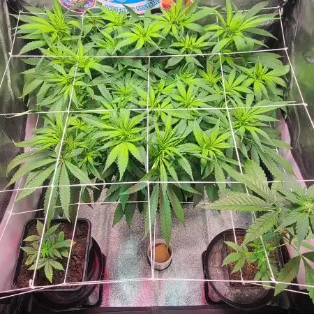 Dark Phoenix Greenhouse Seeds