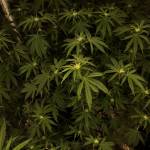Pink kush 