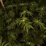 Pink kush 